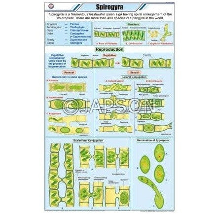 Algae Chart, Botany, School Education Algae Chart, Botany, School Education
